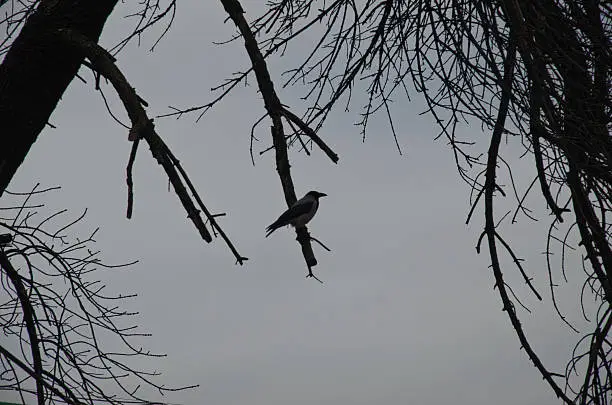 Photo of Crow on a branch in a city park