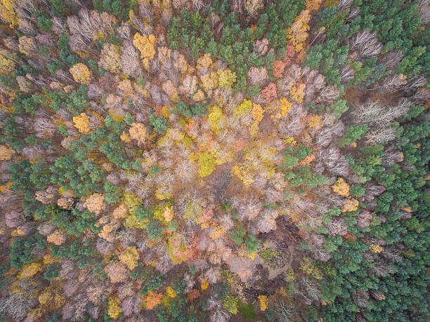 istock Aerial view of the forrest with different color trees. 627996900