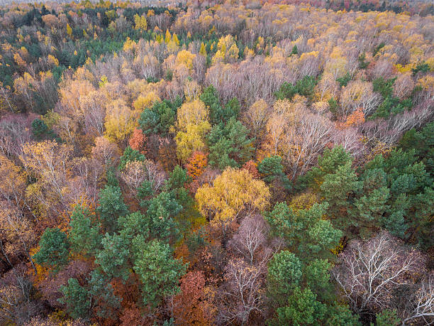 istock Aerial view of the forrest with different color trees. 627996986