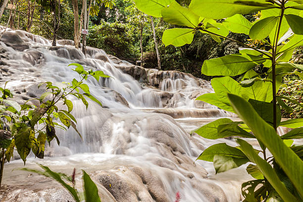dunn's river falls in jamaica - tropical rainforest jamaica tropical climate rainforest imagens e fotografias de stock