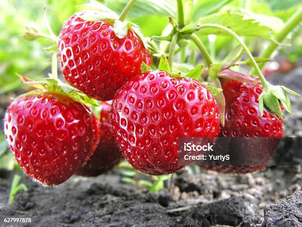 Closeup Of Maduro Fresa Foto de stock y más banco de imágenes de Fresa - Fresa, Flora, Cultivado