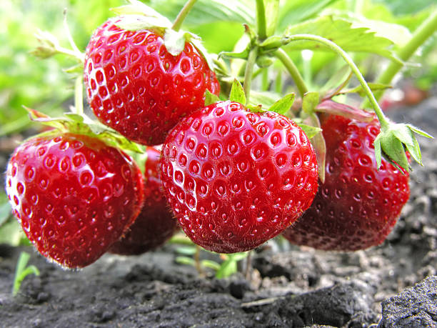 close-up of ripe strawberry stock photo