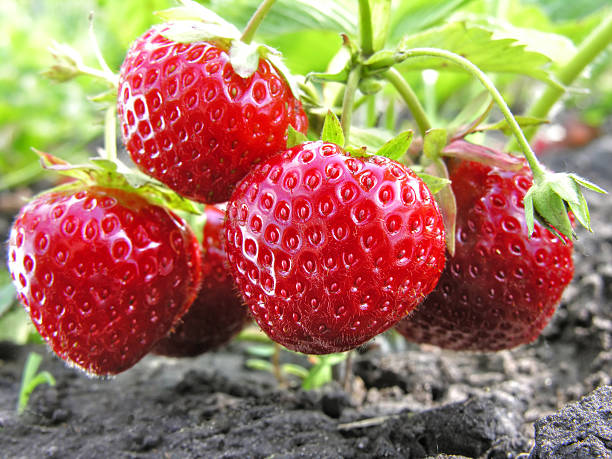 close-up of спелая клубника - strawberry plant стоковые фото и изображения