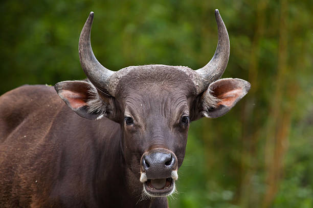 javan banteng (bos javanicus) - sapi bali sapi potret stok, foto, & gambar bebas royalti