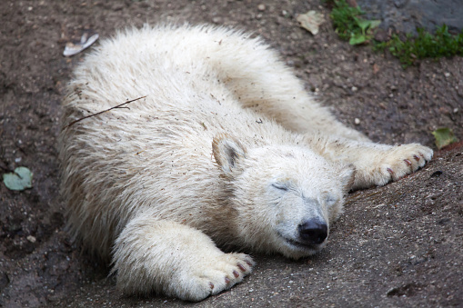 Six-month-old polar bear (Ursus maritimus).
