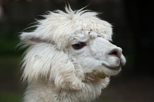 Light-coloured alpaca in a field in West Wales, UK.