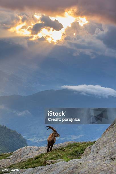 Ibex Range Of Montblanc French Alps Stock Photo - Download Image Now -  Animal, Animal Wildlife, Animals In The Wild - iStock