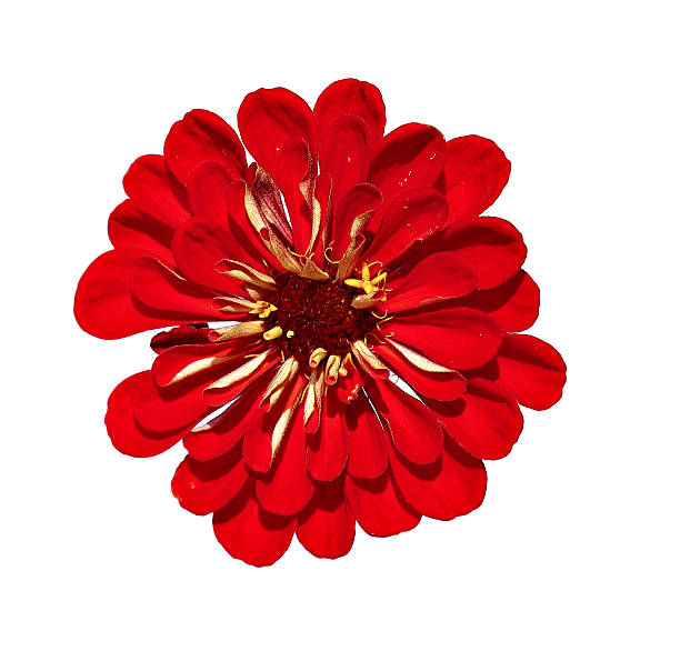 istock Bright red flower zinnia isolated 628006090