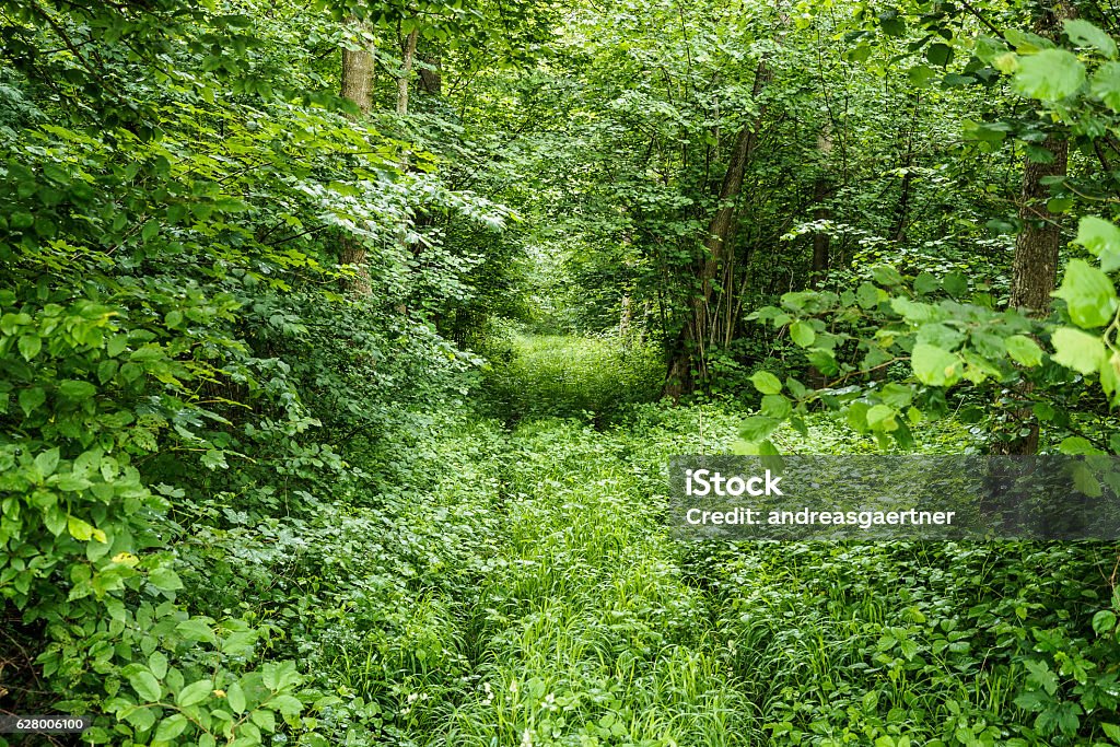 Trail to Offingen An overgrown hiker's trail through a dense wood to Offingen near Gundelfingen, Bavaria, Germany. Copy Space Stock Photo