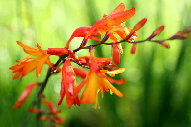 istock Crocosmia on a green background 628007340
