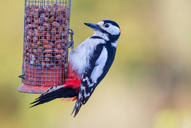 istock Great spotted woodpecker on a peanut feeder 628012732