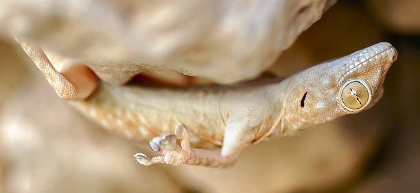 istock Fan-fingered Gecko hanging upside down from a cave roof 628013014