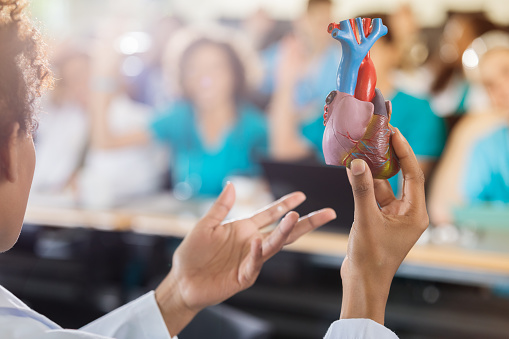 Confident African American medical school professor shows class a human heart model while teaching the students about the human heart. Focus is on the heart model. Students are blurred in the background.