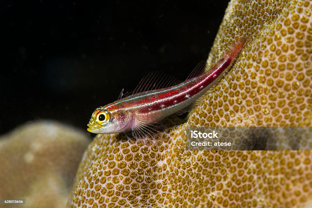 ægtefælle tykkelse Regenerativ Red Striped Goby Stock Photo - Download Image Now - Animal Body Part,  Animal Eye, Animal Fin - iStock
