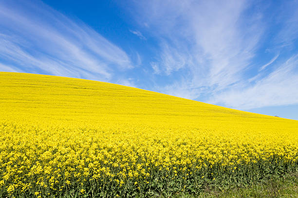 istock Rapeseed fields along the road to Franschhoek, South Africa 628013822