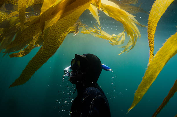 Diver underwater surfacing towards seaweed A diver surfaces in a beautiful ocean underwater kelp stock pictures, royalty-free photos & images