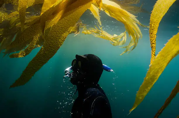 A diver surfaces in a beautiful ocean underwater