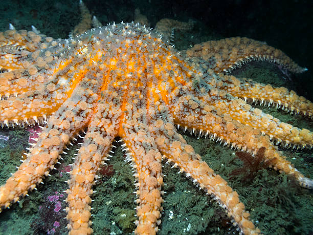 Sunflower Star (Pycnopodia helianthoides) One of British Columbia's largest starfish photographed while diving around the southern Gulf Islands. sunflower star stock pictures, royalty-free photos & images