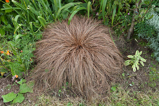 istock Evergreen mounding perennial grass reddish in color 628017132