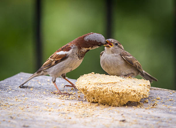 istock Male house sparrow feeding a fledgling bird 628017912