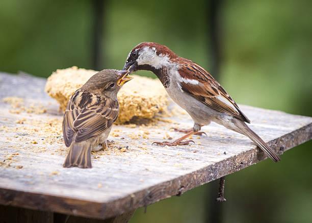 istock Male house sparrow feeding a fledgling bird 628017966
