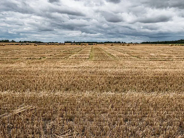 A field of cut barley and a moody sky predominate in this scene in County Carlow, Republic of Ireland.
