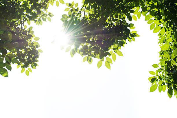 зеленый лист с солнечным лучом на белом фоне - spring leaf wind sunlight стоковые фото и изображения