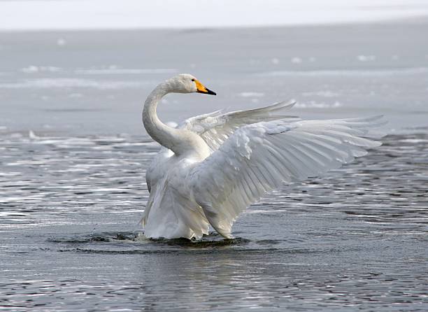 istock Swan in the frozen lake 628026134