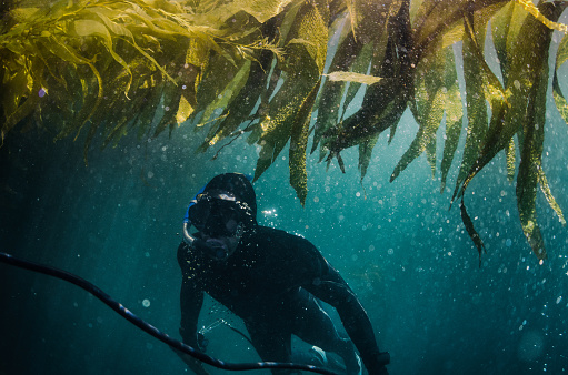 A diver swims underwater under the kelp bed in a murky California ocean