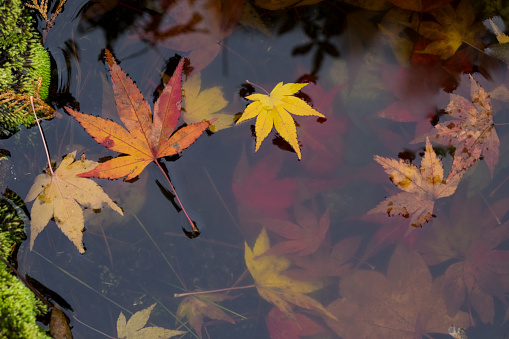 maple in autumn, Kyoto, Japan