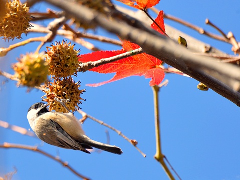 A Carolina Chickadee, Poecile carolinensis. pecks away at a gum ball on a Gum tree for its winter feeding regimen since insects and bugs are in short supply at Terrapin State Park on the Chesapeake Bay