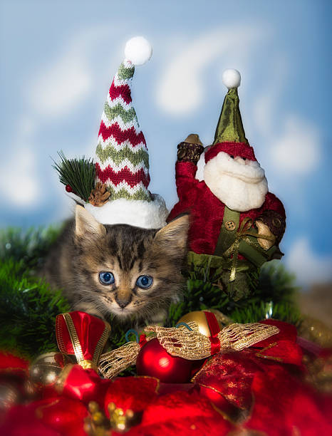 istock Baby Cat in Merry Christmas theme 628028350