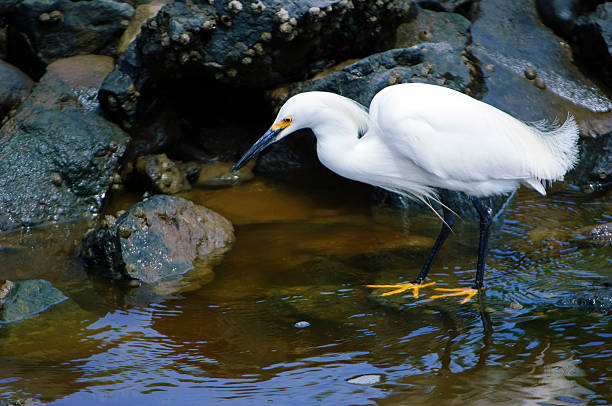 Snowy Egret (Egretta thula) foraging on the rocky shore of the Elkhorn Slough.