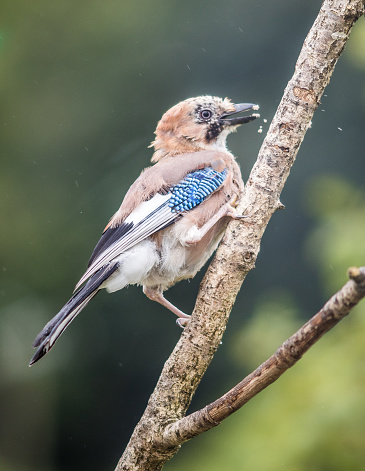 Vertical shot of a jay on a branch visiting a garden which feeds birds