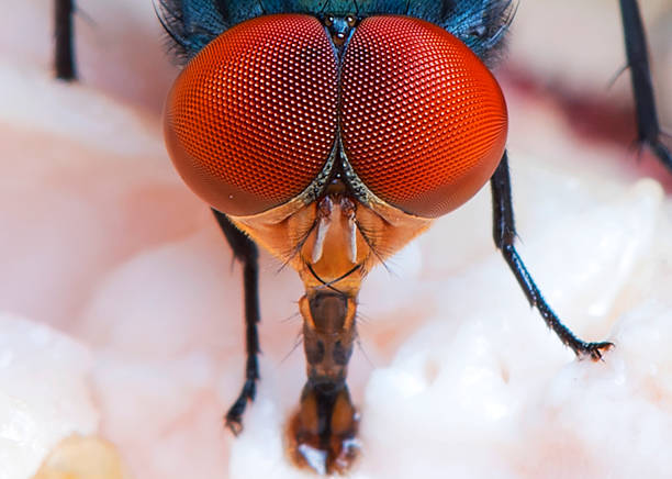 fly  - fly insect animal eye macro stock-fotos und bilder