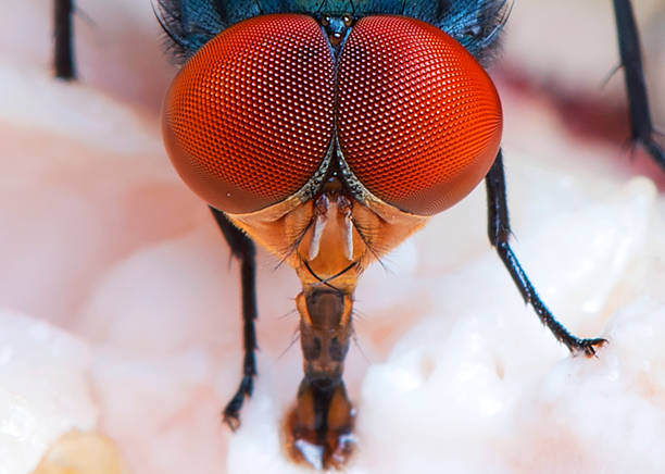 Fly Flies were swarming Food compound eye photos stock pictures, royalty-free photos & images