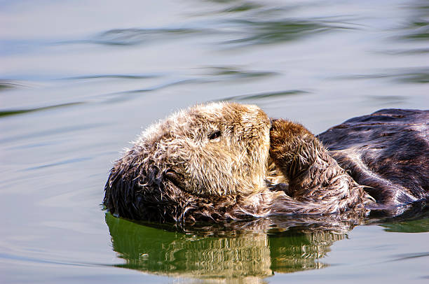 istock Wild Sea Otter Resting in Calm Ocean Water 628028878