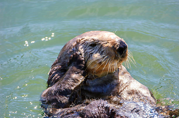 istock Wild Sea Otter Resting in Calm Ocean Water 628029122