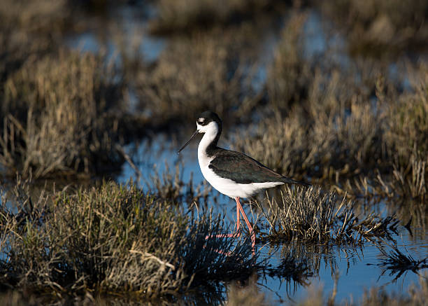 schwarzhalsstelm, gesehen in einem nordkalifornischen sumpf - himantopus himantopus mexicanus stock-fotos und bilder