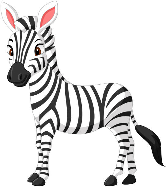 Bonito desenho de zebra - ilustração de arte em vetor