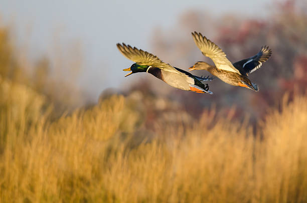 Mallard Enten fliegen über die Herbstlandschaft – Foto