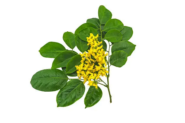 Closed up yellow flower of Burmese Rosewood or  Pterocarpus indicus Willd,Burma Padauk and green leaf   isolated on white background.Saved with clipping path.