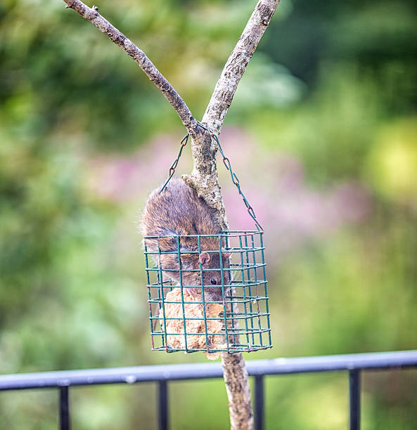 istock Brown Rat stealing food from a bird feeder 628034492