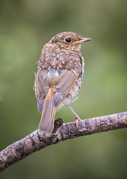 istock Young European robin on a stick with natural background. 628035482