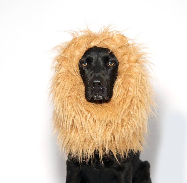 black labrador wearing lion's mane - dog black labrador retriever animal nose imagens e fotografias de stock