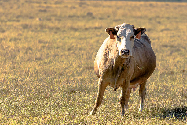Commercial beef cow with grass stem in her mouth standing in a dormant bermuda grass pasture with blank area to the left