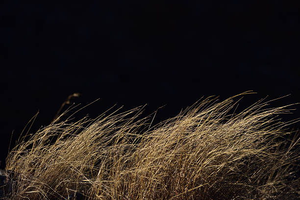 istock Brown dry Grasses drifting in wind. 628038966