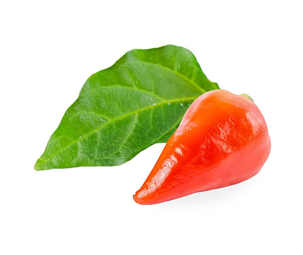 istock small orange pepper Capsicum Gemeng with green leaf is isolated 628064414