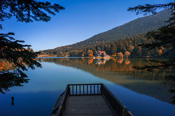 golcuk lake national park during autumn at bolu turkey - poplar tree fotos imagens e fotografias de stock