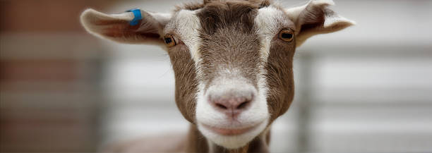 istock Face to face with a cute brown and white goat 628064898